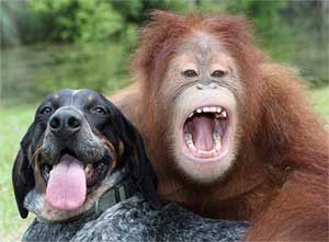 Suryia the orangutan and Roscoe the hound have an unlikely friendship