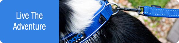EzyDog Collars Leads