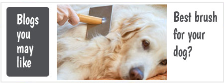 The Best Dog Brush for Your Dog?