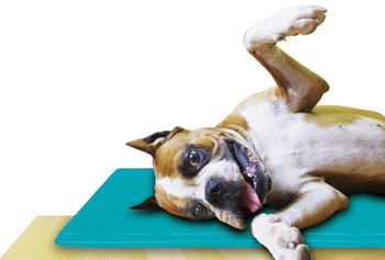 Canine Cooler Dog Cooling Mat