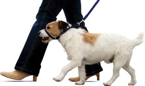 Canny Collar Dog Walking Training