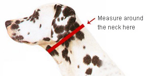 Canny Collar Measuring Guide