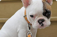 Designer Dog Collars & Leads