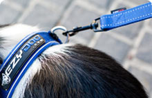 EzyDog Collars & Leads
