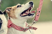 Fabric Dog Collars & Leads