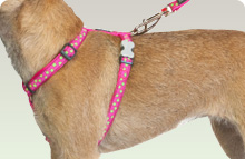 Patterned Red Dingo Harness