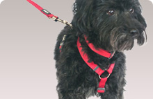 Plain Nylon Dog Harness