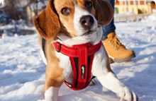 Chest Plate EzyDog Harness