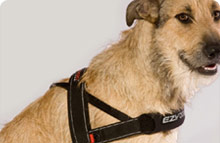 EzyDog Quick Fit Harness