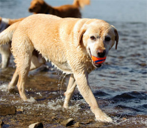 Chuckit balls for dogs