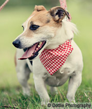 gingham red bandana for dogs