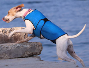 Dog cool coat Thermlow