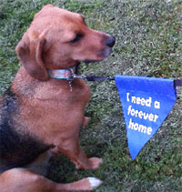 dog lead warning message bunting