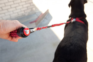 selecting the best dog lead