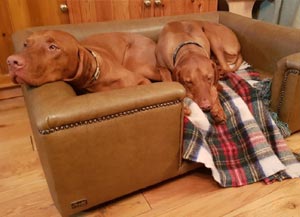 faux leather luxury dog bed in camel