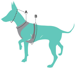 Measuring your dog for a FuzzYard harness