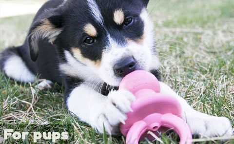 puppy toys and accessories