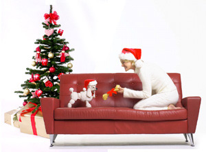 Dog care during Christmas