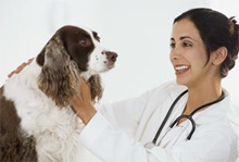 Dog Neutering Pros and Cons - Spaying and Castration