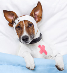 dog first aid kit bandages