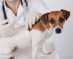 Dog Vaccination Guidelines 2015