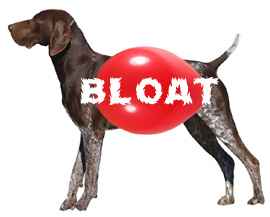 Dog Bloat and Gastric Torsion