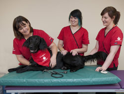 dog donating blood at Pet Blood Bank UK