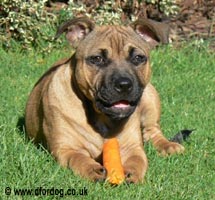 dog obesity - dog eating a carrot