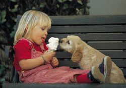 dog care in the summer
