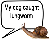 dog lungworm case studies