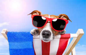 summer dog in sunglasses