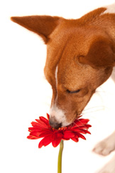 plants and flowers toxic to dogs