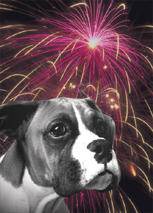 dog fireworks fear