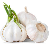 garlic is poisonous to dogs