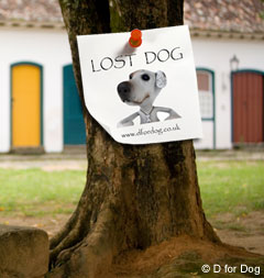 Lost Dog - Things You Can Do