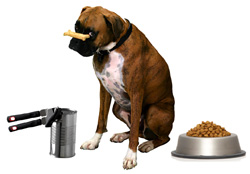 Is processed pet food harmful?