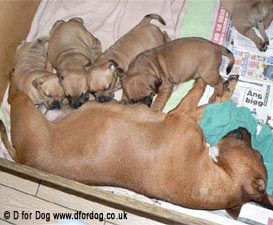 Choosing a puppy from a litter