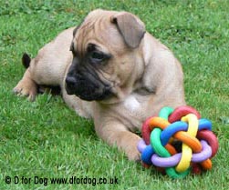 Tala's puppy diaries