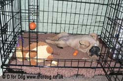 puppy in crate