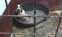 Puppy Farms and Illegal Breeders