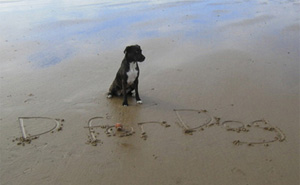dog tips summer
