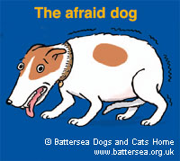 The afraid dog