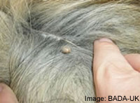 How to Remove a Dog Tick