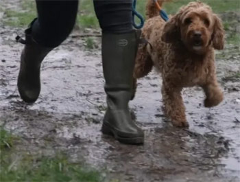 Alabama Rot from muddy dog walks