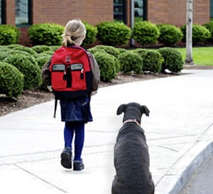 Back To School Means Dogs Abandoned