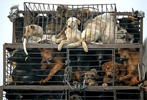 China dog meat trade