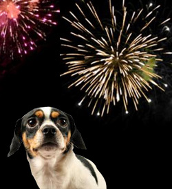 dog afraid of fireworks