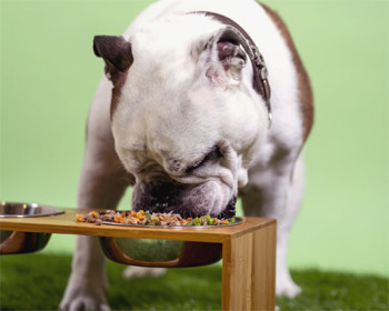 Christmas Food Your Dog Can & Can't Eat