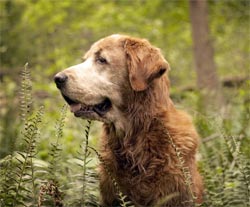 New Forest Dog Illness - Warning Signs