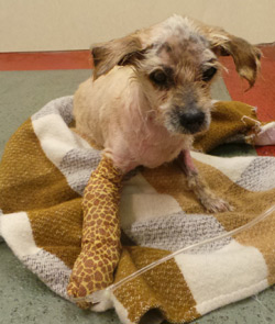 Dog Who Survived the Odds Seeks Loving Home